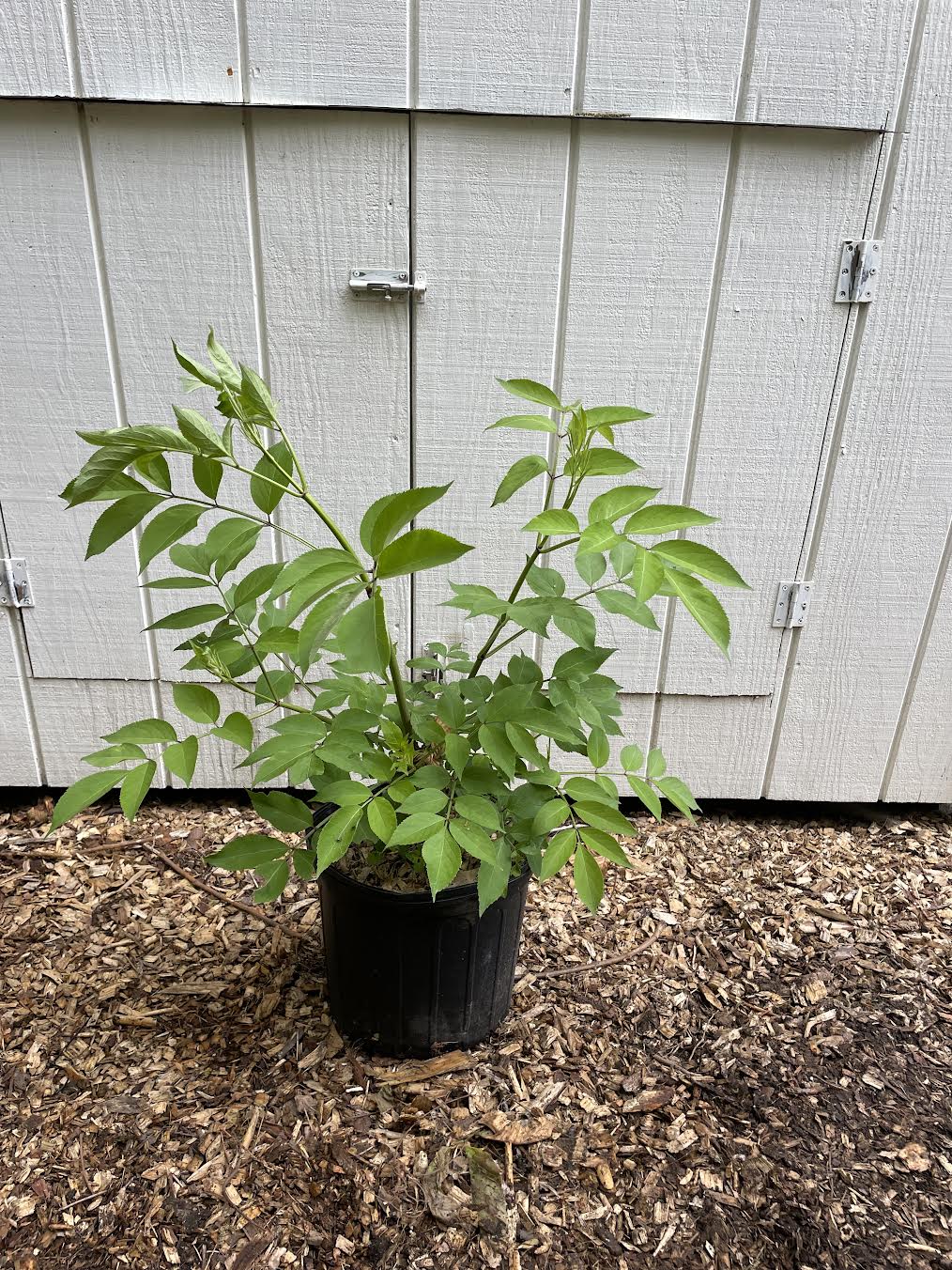 Common Elderberry ( Sambucus Canadensis )