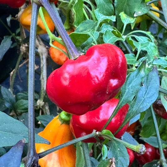 Purple Pumpkin - Seeds