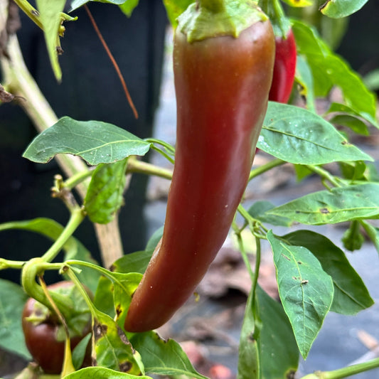 Hatch Green Mild - Guizeppi - Seeds