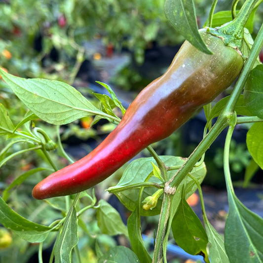 Hatch Red Hot - Sandia Hot - Seeds