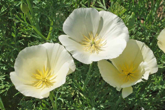 White Linen California Poppy Seeds, Eschscholzia californica, 10-15 Inches Tall, White Blooms, Drought Tolerant, USDA Zones 3-10, Non-GMO