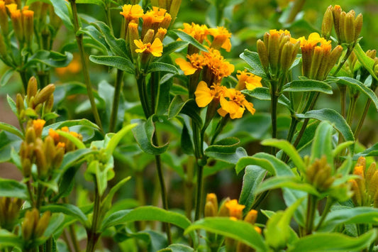 Mexican Tarragon Seeds | Licorice-Scented Herb | Culinary & Ornamental | Non-GMO | | Heat-Tolerant