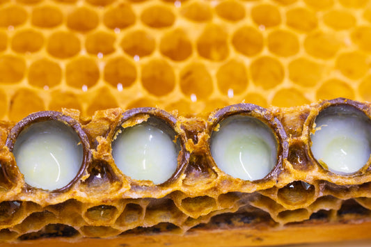 Royal Jelly Powder - Freeze Dried