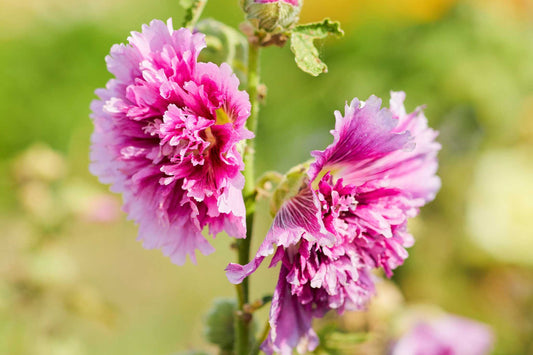 Queeny Purple Hollyhock Seeds | Magenta Blooms | Attracts Pollinators | Non-GMO | | Biennial