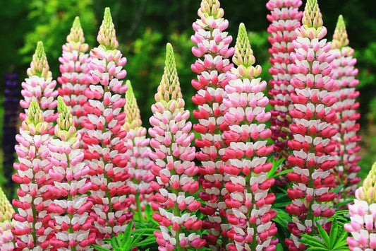 Chatelaine Lupine Seeds | Rosy Pink & White Flowers | Attracts Hummingbirds & Butterflies | Non-GMO | | Perennial