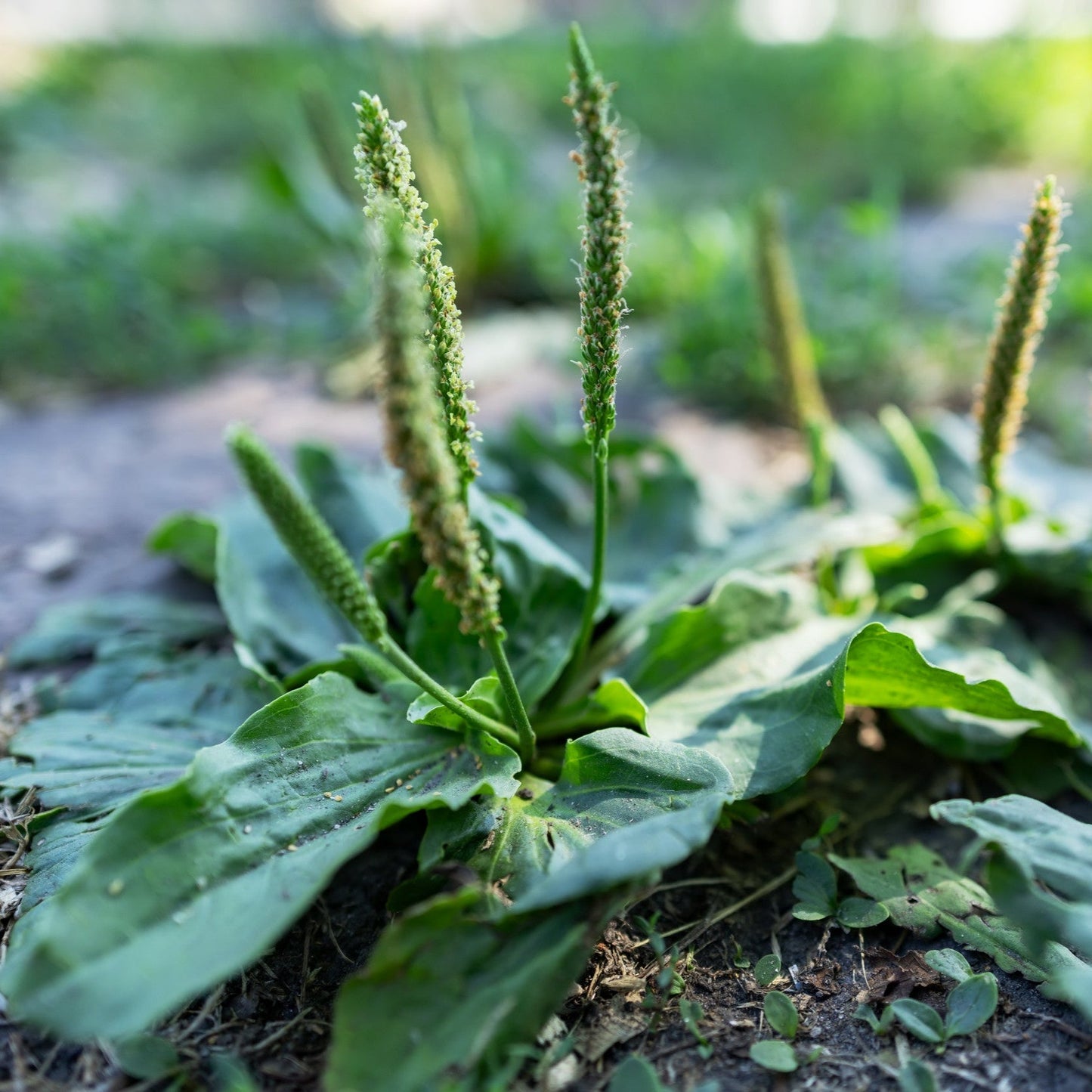 Plantain Leaf Botanical Extract Powder