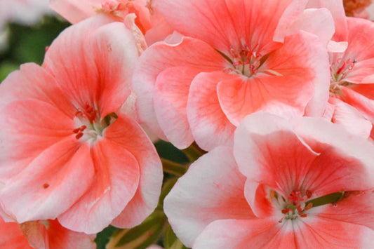 Patriot Salmon Geranium Seeds - 25+ Seeds - Vibrant Coral Blooms - USA Grown - - Container & Garden Flowers