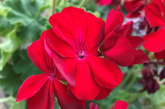 Precision Red Ice Ivy Leaf Geranium Seeds – 25+ Seeds – Vibrant Blooms – USA Grown – – Easy to Grow – USDA Zones 10-11