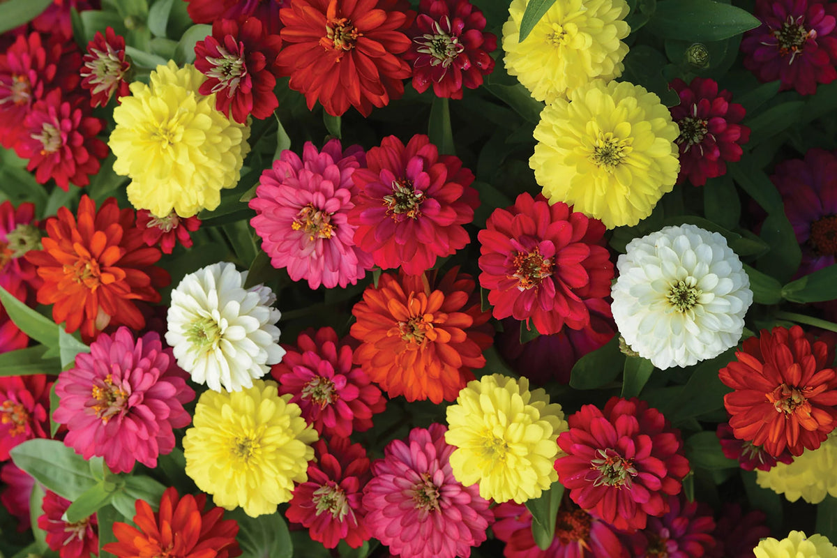 Zahara Double Brilliant Mix Zinnia Seeds – 100+ Hybrid Flower Seeds, , Disease-Resistant, Pollinator & Cut Flower Garden