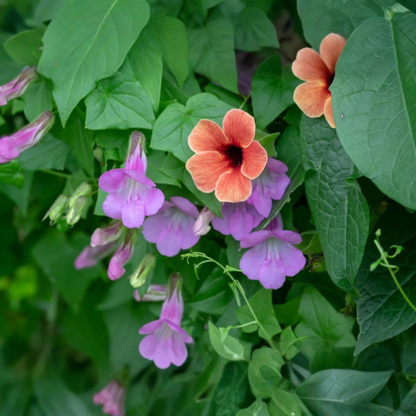 Climbing Snapdragon Seeds - 25 Pack Rose Asarina Scandens Perennial Vine - Fast Growing Colorful Flowering Plant