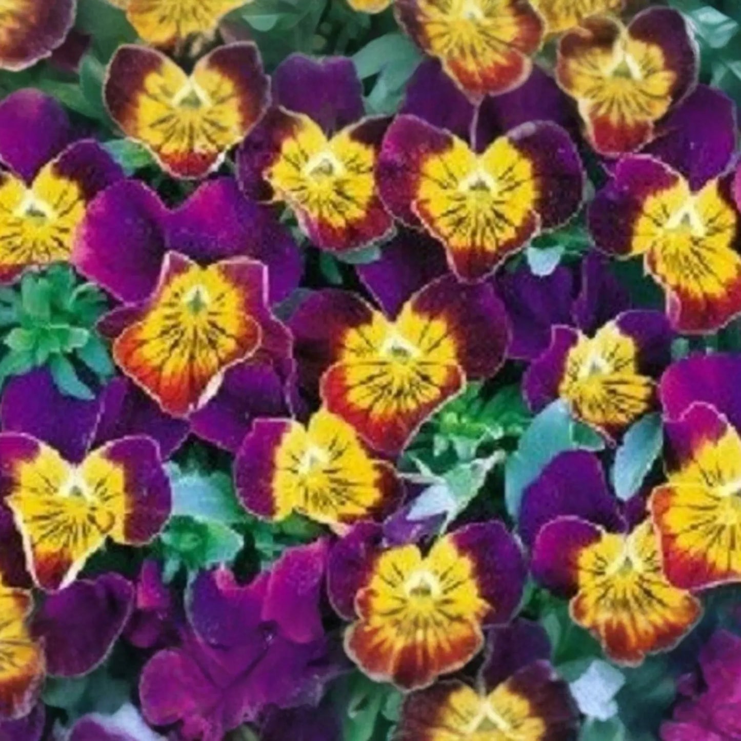 Miniola Purple Heart Viola Seeds - 50 PCS Bi-Color Perennial Flower Seeds (Viola) - Fragrant, Easy to Grow, Summer Blooms