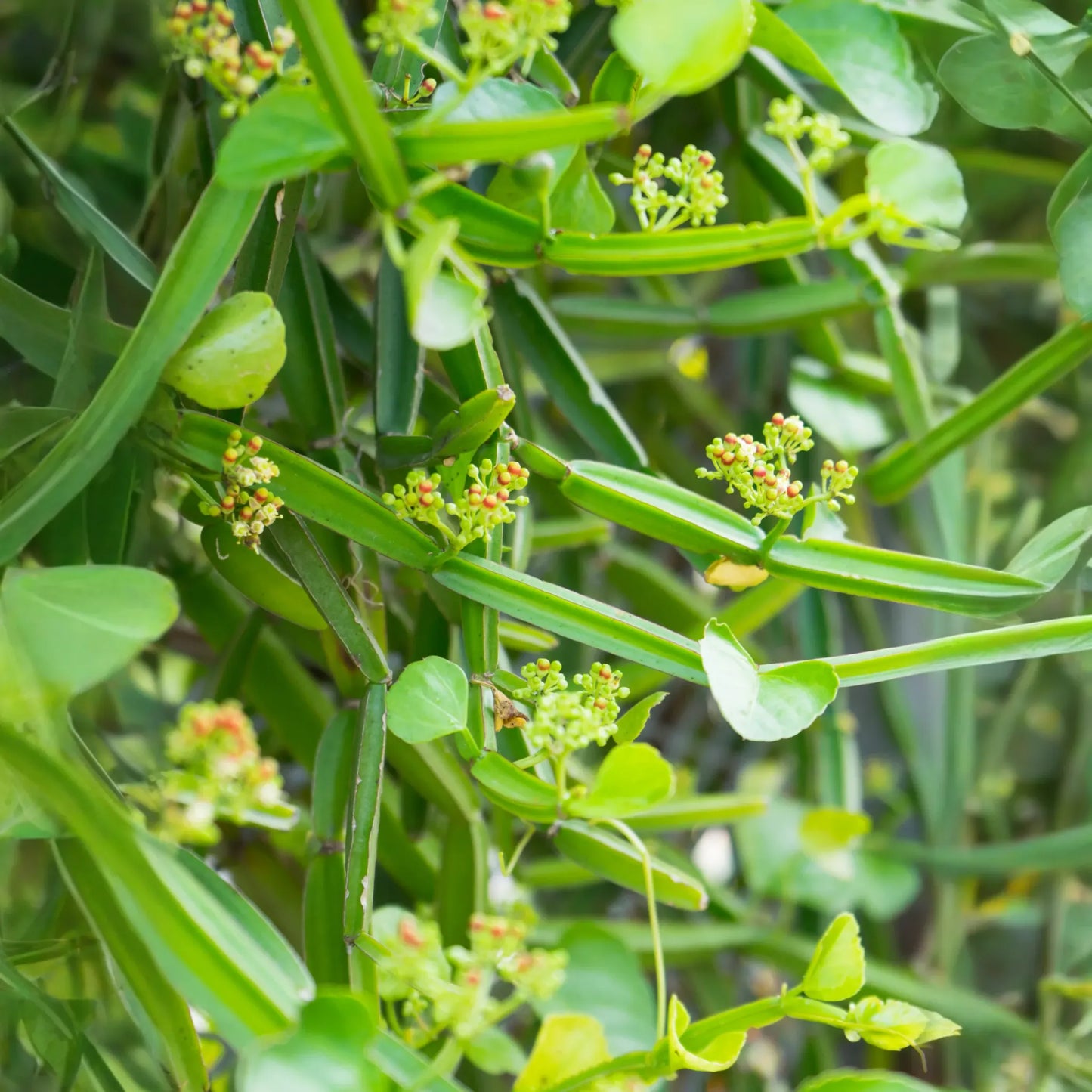 Veld Grape (Cissus quadrangularis)