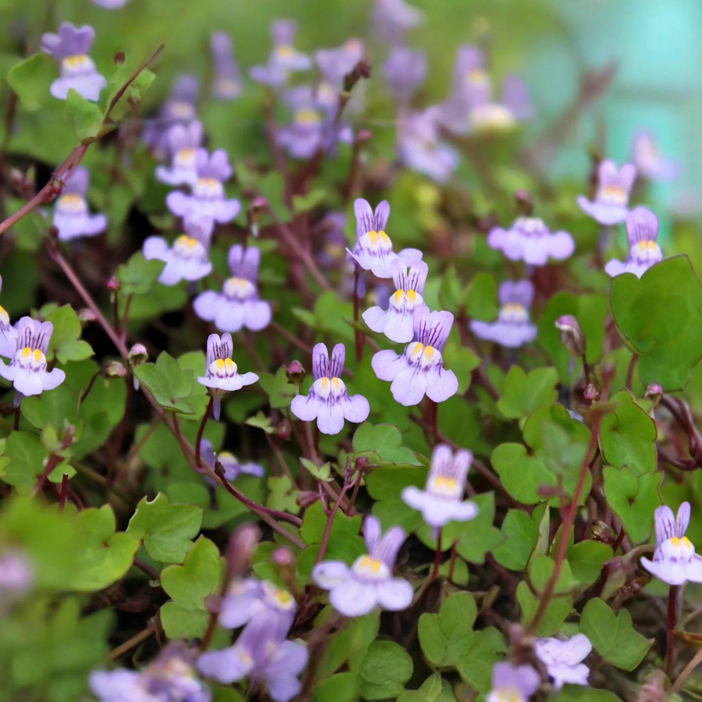Kenilworth Ivy Seeds, 200 Seeds, Lilac Perennial Ground Cover, Cymbalaria Muralis, Shade Tolerant, Low Maintenance, Deer Resistant