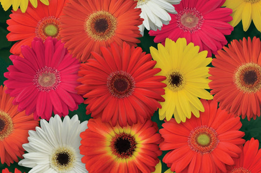 JamesonII Mix Gerbera Daisy Seeds - 200+ Colorful Bloom Seeds - USA Grown - - Cut Flowers - Butterfly Garden - Easy Grow
