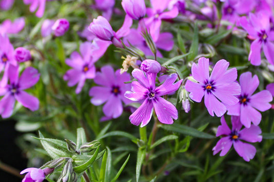 Purple Beauty Moss Phlox Seeds, 100+ Non-GMO Flower Seeds, Ground Cover Perennial, Full Sun, USDA Zones 3-9, Attracts Pollinators