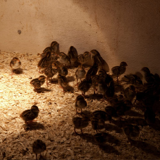 Fertile Hatching Mixed Jumbo Pharaoh Coturnix,Jumbo Italian, White,Brown Quail Hatching Eggs- Coturnix Quail Eggs for Sustainable Farming Hens Choice