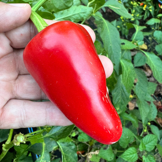 Mariachi Pepper - Seeds