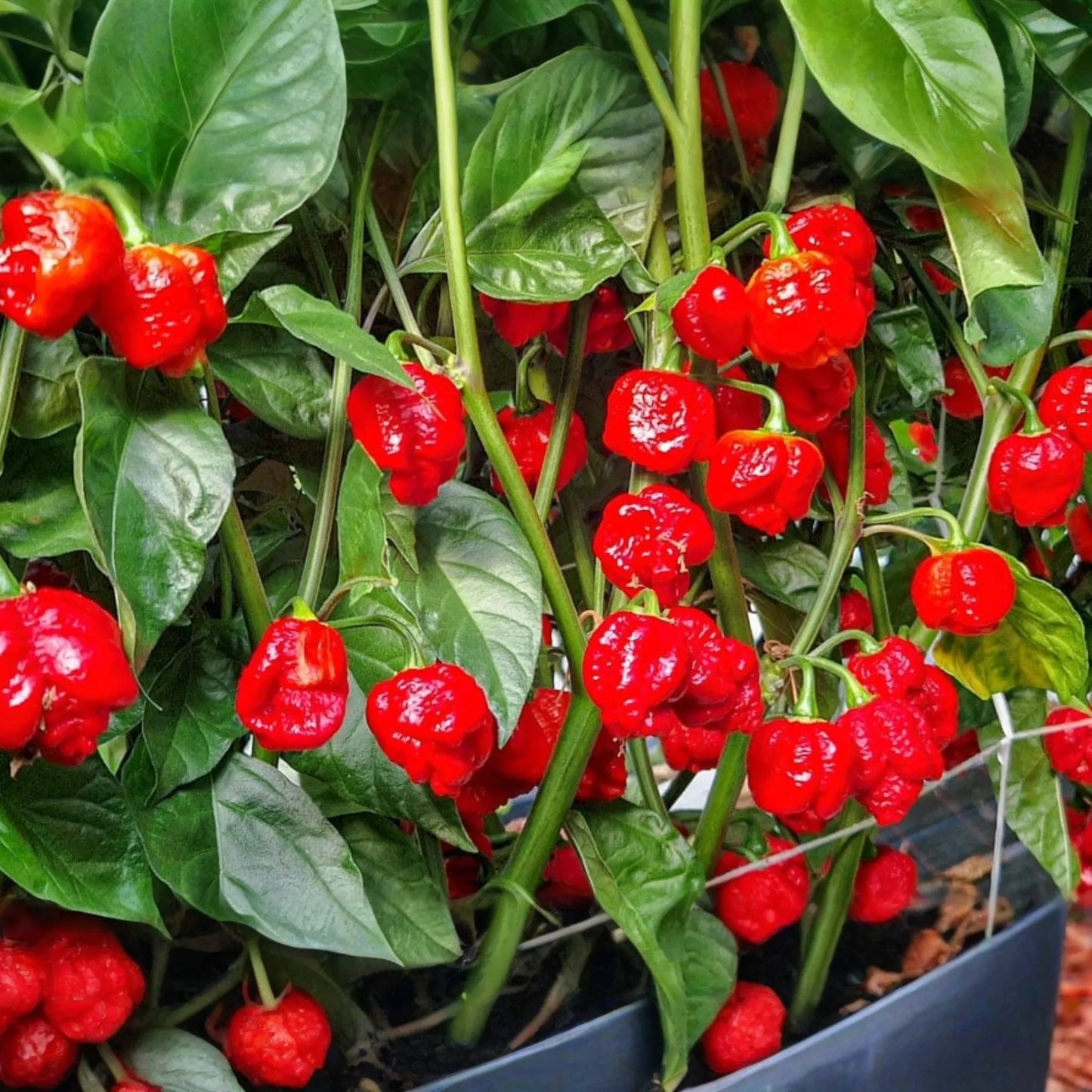 3 Trinidad Moruga Scorpion Pepper Starter Plants - Super Hot Chili - Extreme Heat for Gardens, Containers & Spicy Recipes