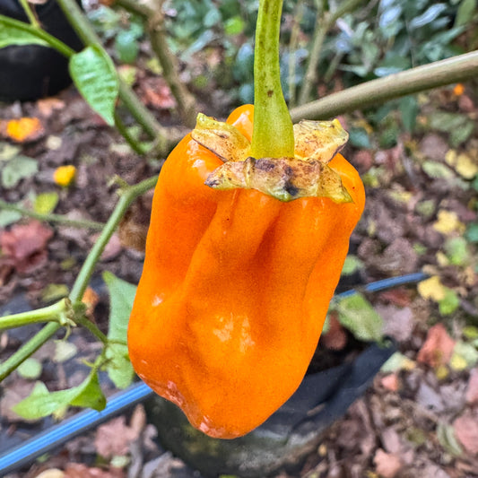 Lucifer’s Lemons - Seeds