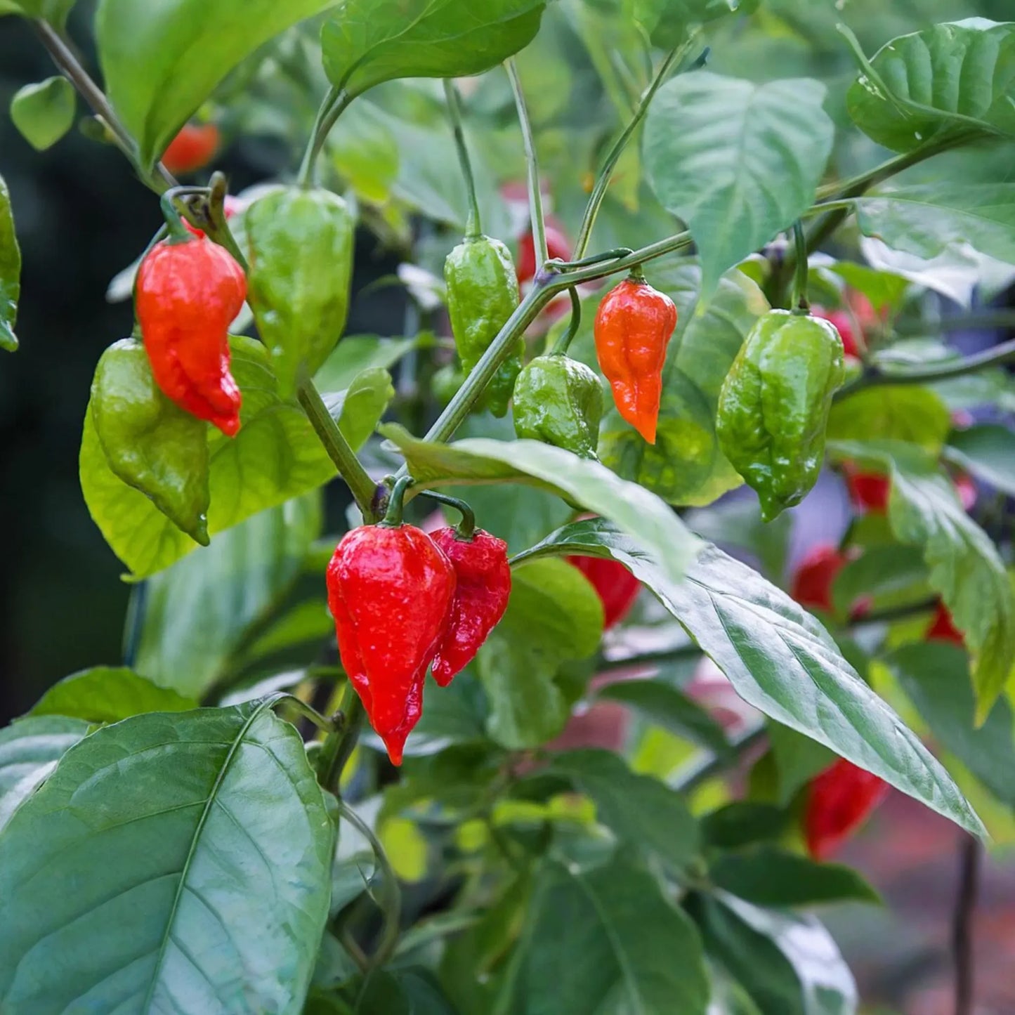 3 Red Ghost Pepper Starter Plants - Super Hot Chili - Bhut Jolokia - Fiery Peppers for Home Gardens, Containers & Spicy Recipes
