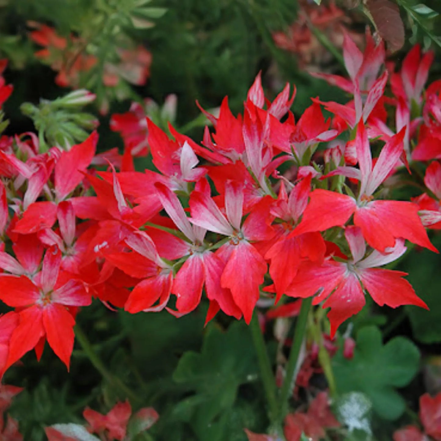 Geranium Pelargonium FIREWORKS - 3 Live 6" Unrooted Cuttings, Climbing Red Blooms