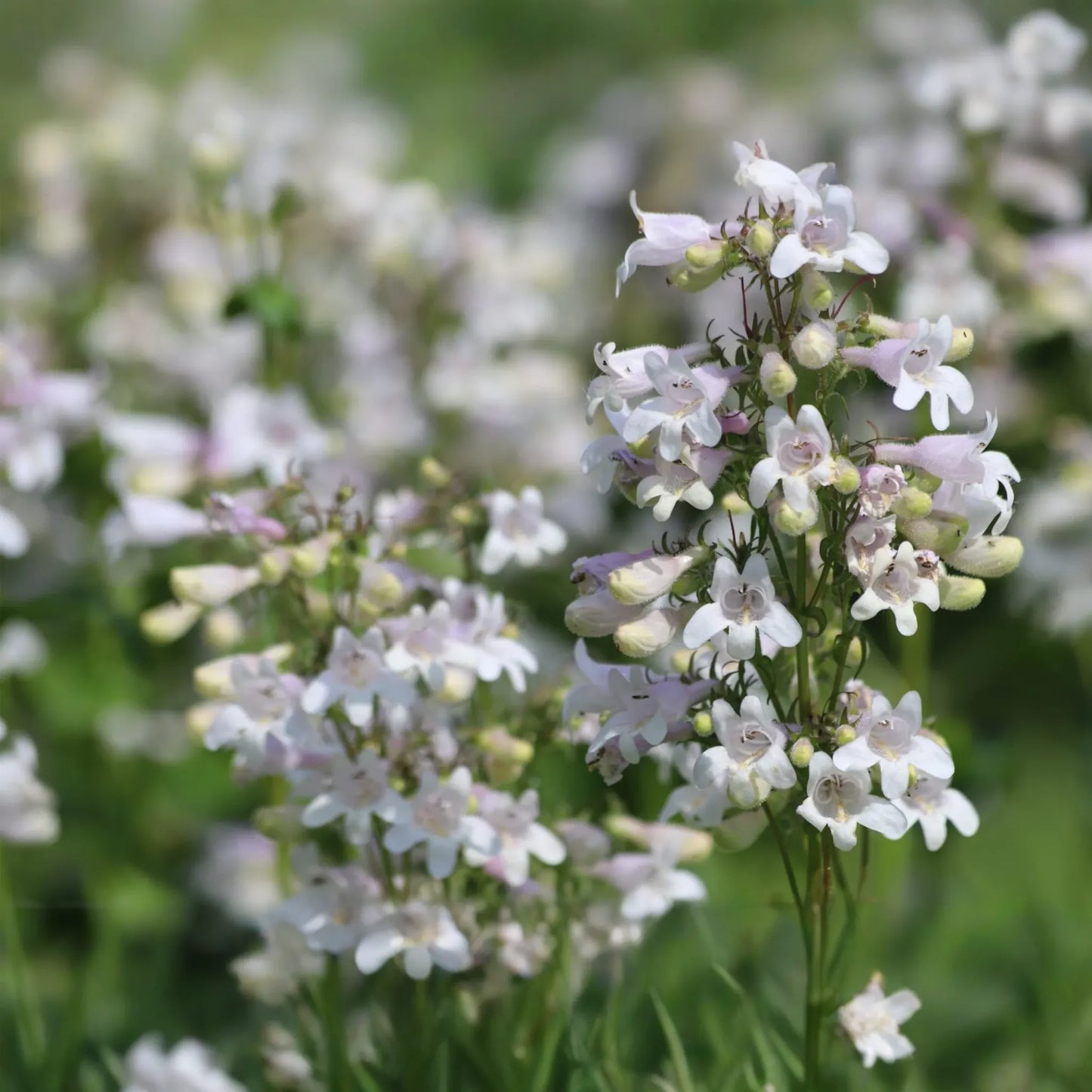 50 Seeds Penstemon Angustifolius | Narrowleaf Beardtongue Seeds for Planting | Native Perennial | Blue Wildflower | Pollinator Friendly