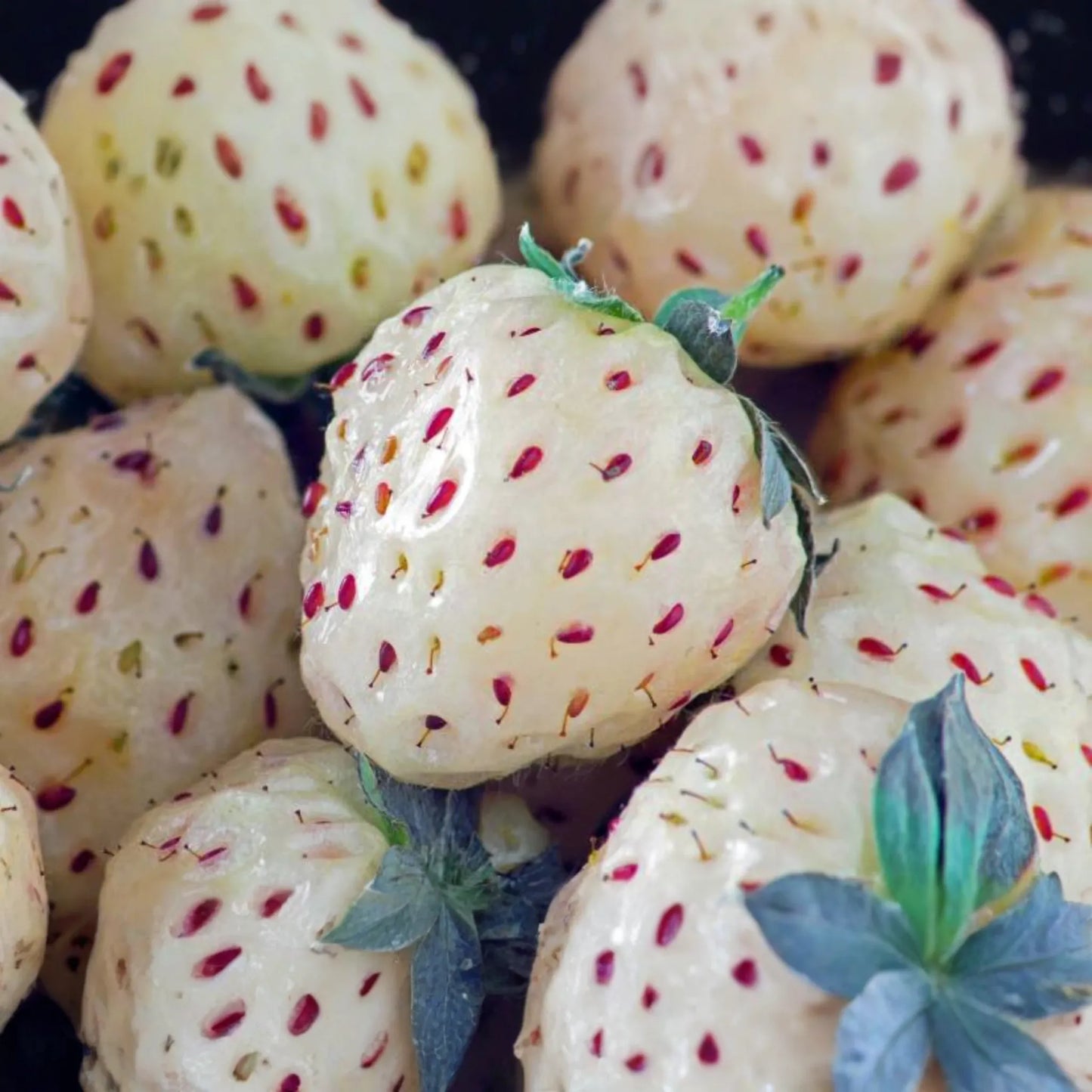 6 Bare Root Pineberry Plants, White Strawberries with Pineapple Taste, Organic, Everbearing, Spring to Fall Harvest