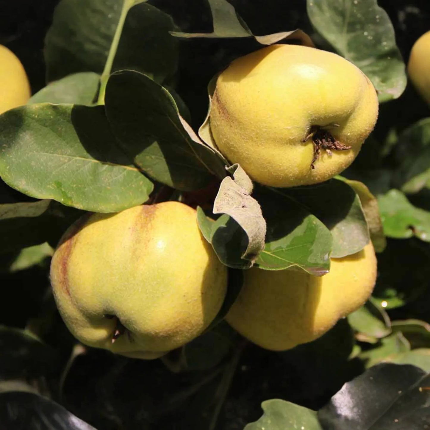 Quince Aromatic 'Aromatnaya' | 4 Hardwood Cuttings | Pineapple-Like Flavor | Self-Fertile | Disease-Resistant | Perfect for Cooking