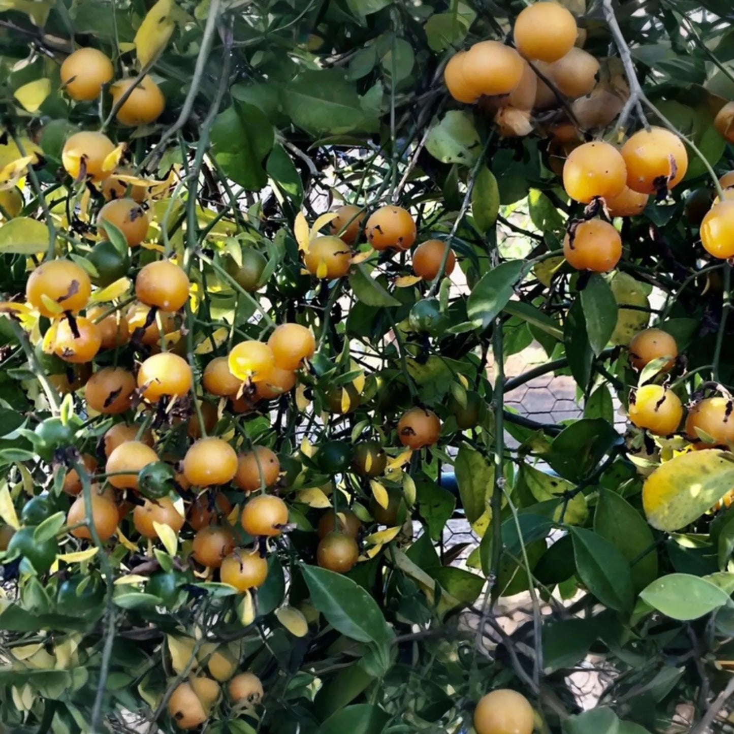 Exotic Fruit Cactus Vine (Pereskia aculeata) 6"-12" Climber Gold Cactus Plant in 4" Pot - Rare, Edible, and Ornamental