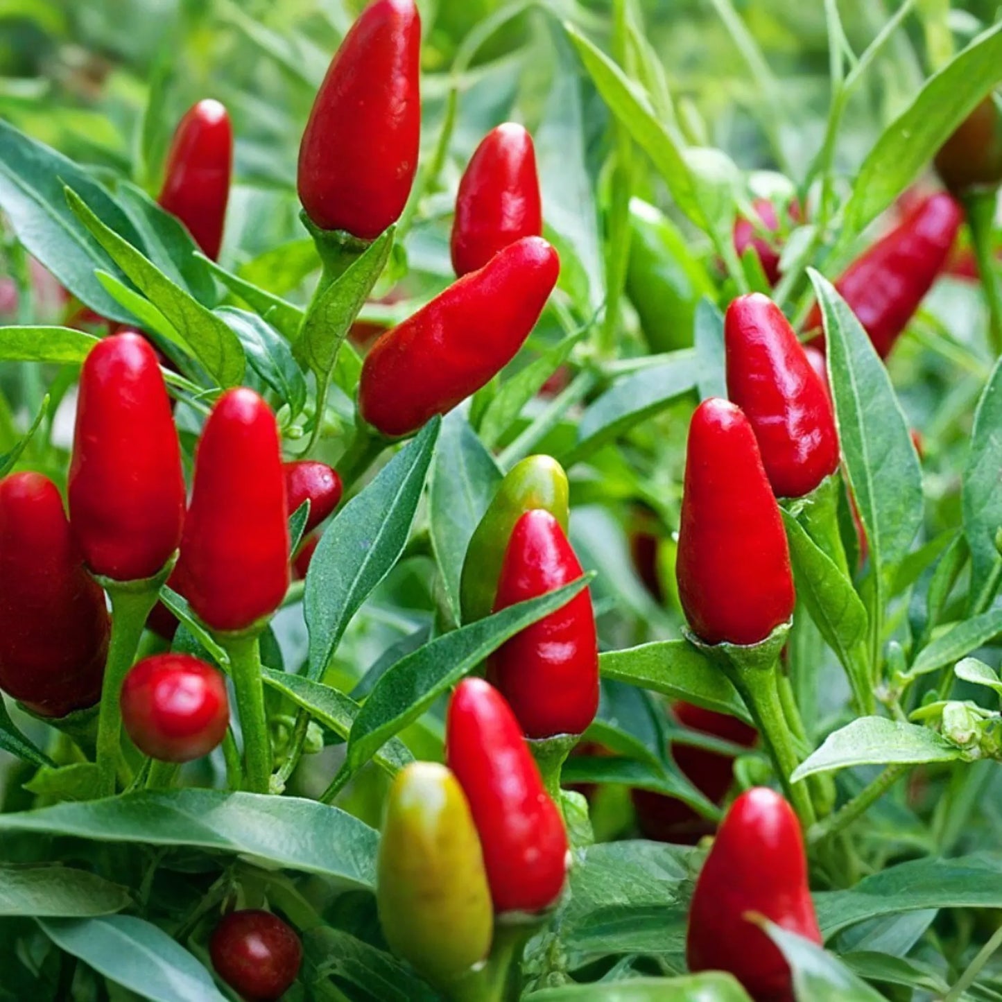 250mg Seeds Hot Chile Pequin Pepper | Heirloom Pepper for Planting | Spicy & Flavorful | Compact Plant | Perfect for Salsas and Cooking