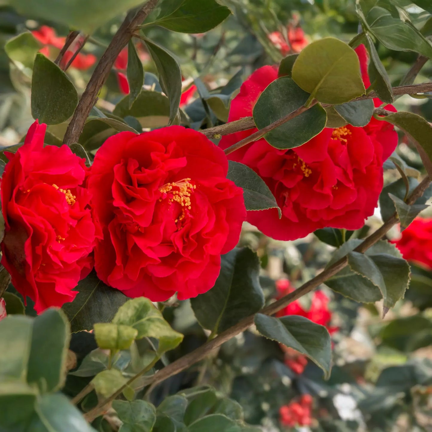 Fashionata Variegated Camellia Japonica Starter Plant | Unique Bloom | Live Well-Rooted Plant in Pot | Evergreen Shrub | USDA Zones 7-10
