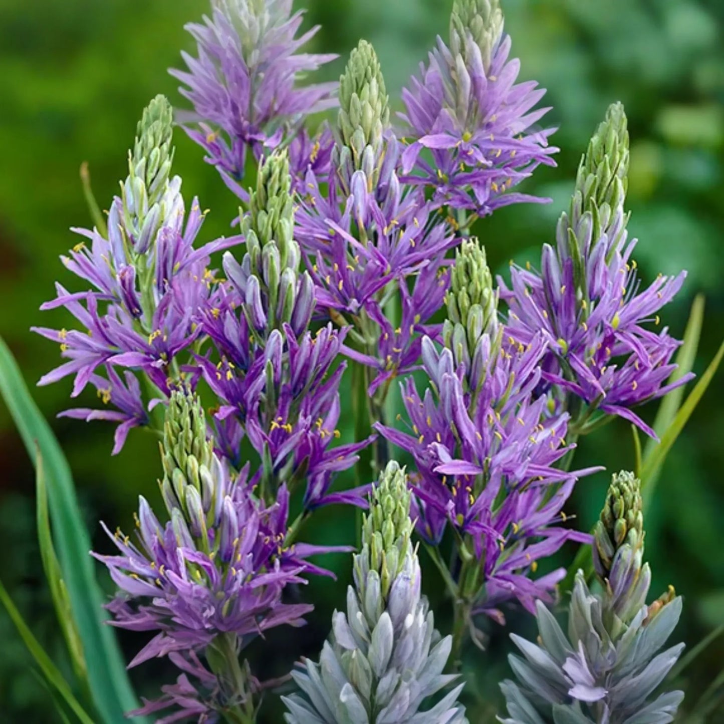 Camassia Quamash Bulbs - 5 Live Flower Bulbs, Deer-Resistant, Lavender-Blue Blooms, USDA Zones 4-8, Easy to Grow