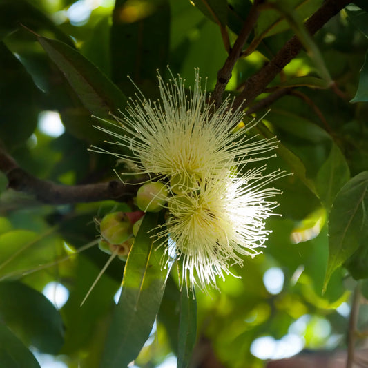 Rose Apple (Syzygium jambos)