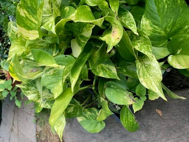 GIANT Variegated Golden Pothos – Hawaiian Climbing Plant Cutting with 3 Nodes – Rare Epipremnum Aureum Starter for Indoors