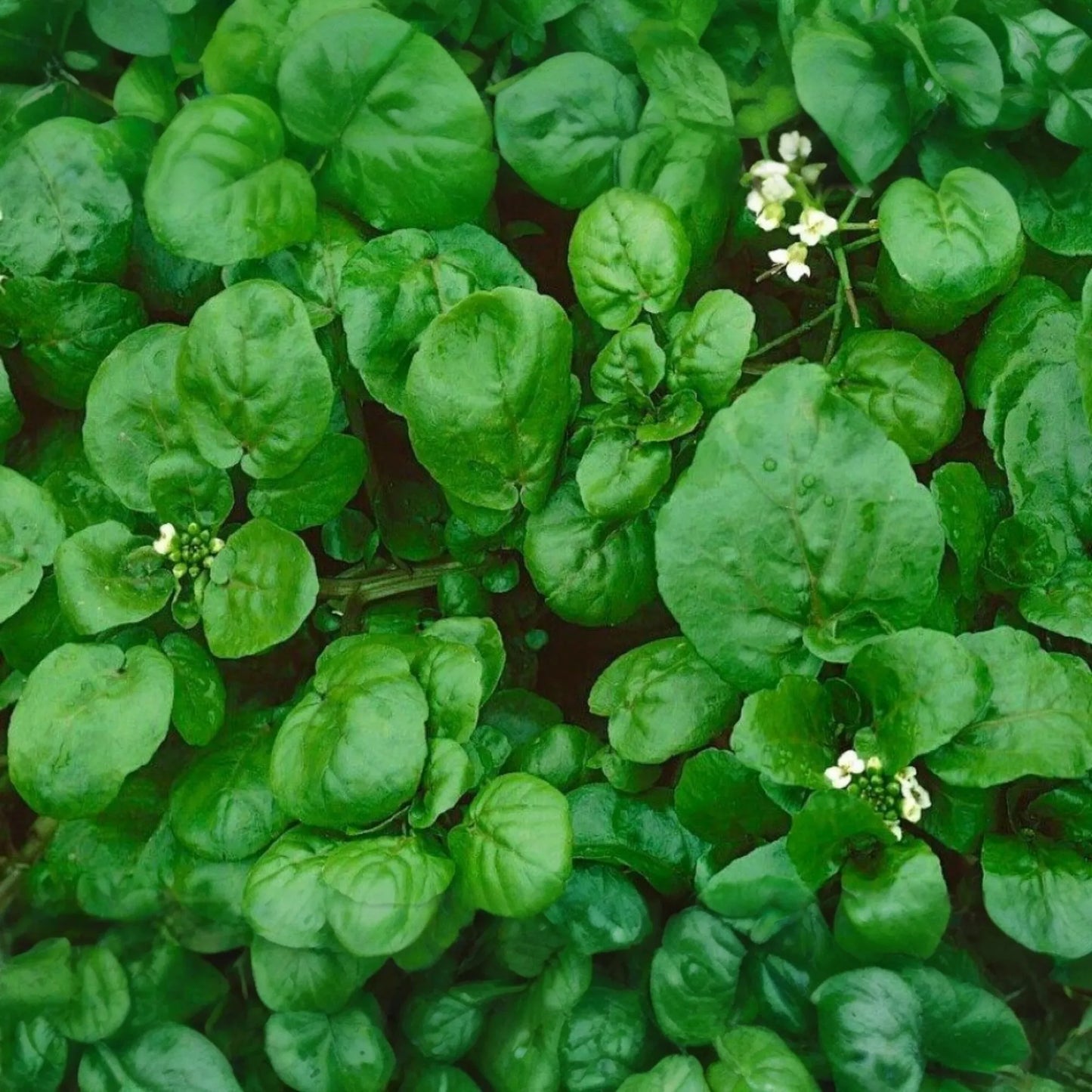 4000 Upland Cress Seeds - Early Cress, Creasy Greens, Heirloom, Non-GMO | USA Seller, Fast-Growing Leafy Green
