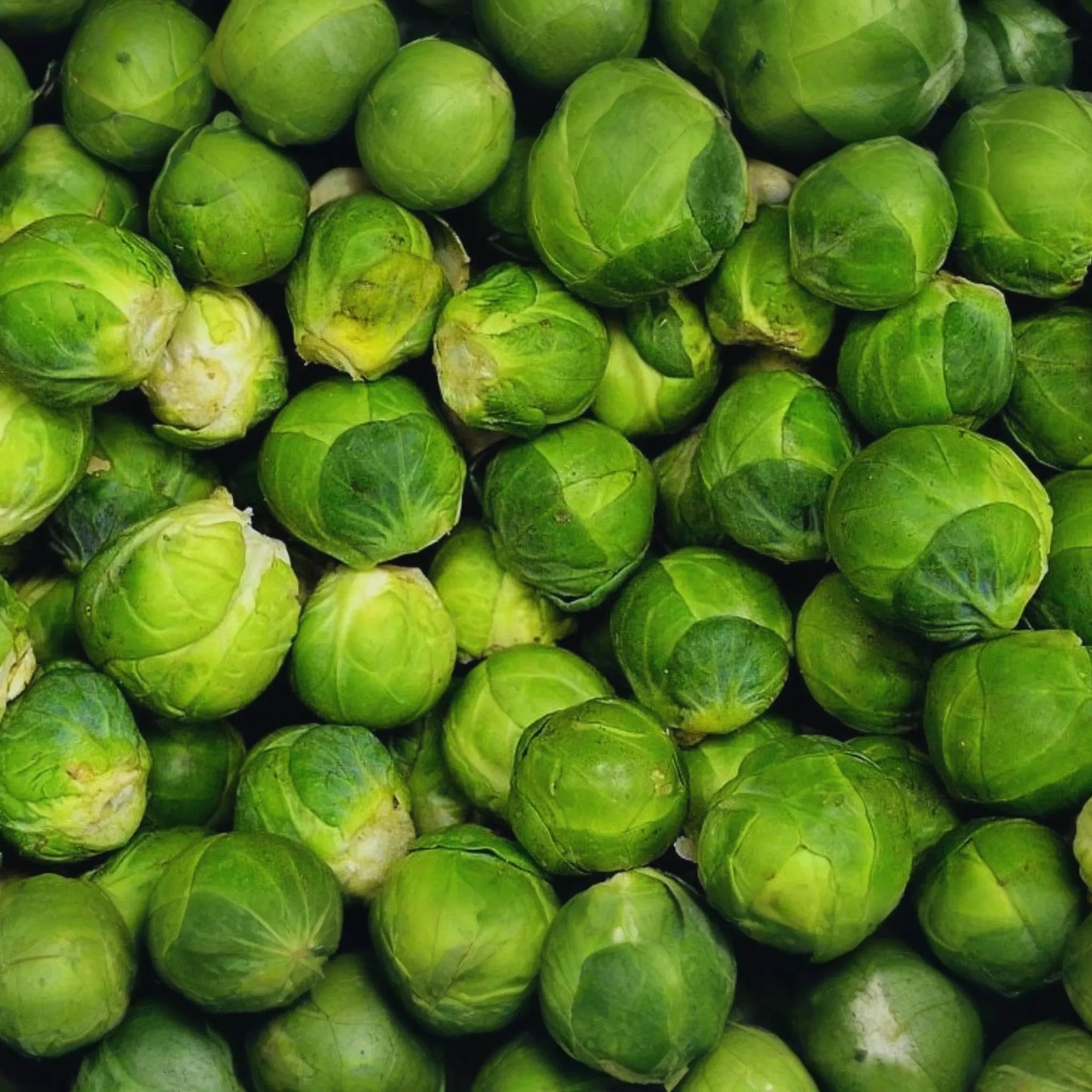 1000 Long Island Improved Brussels Sprouts Seeds - Heirloom, Non-GMO | USA Seller, Cool-Season Crop