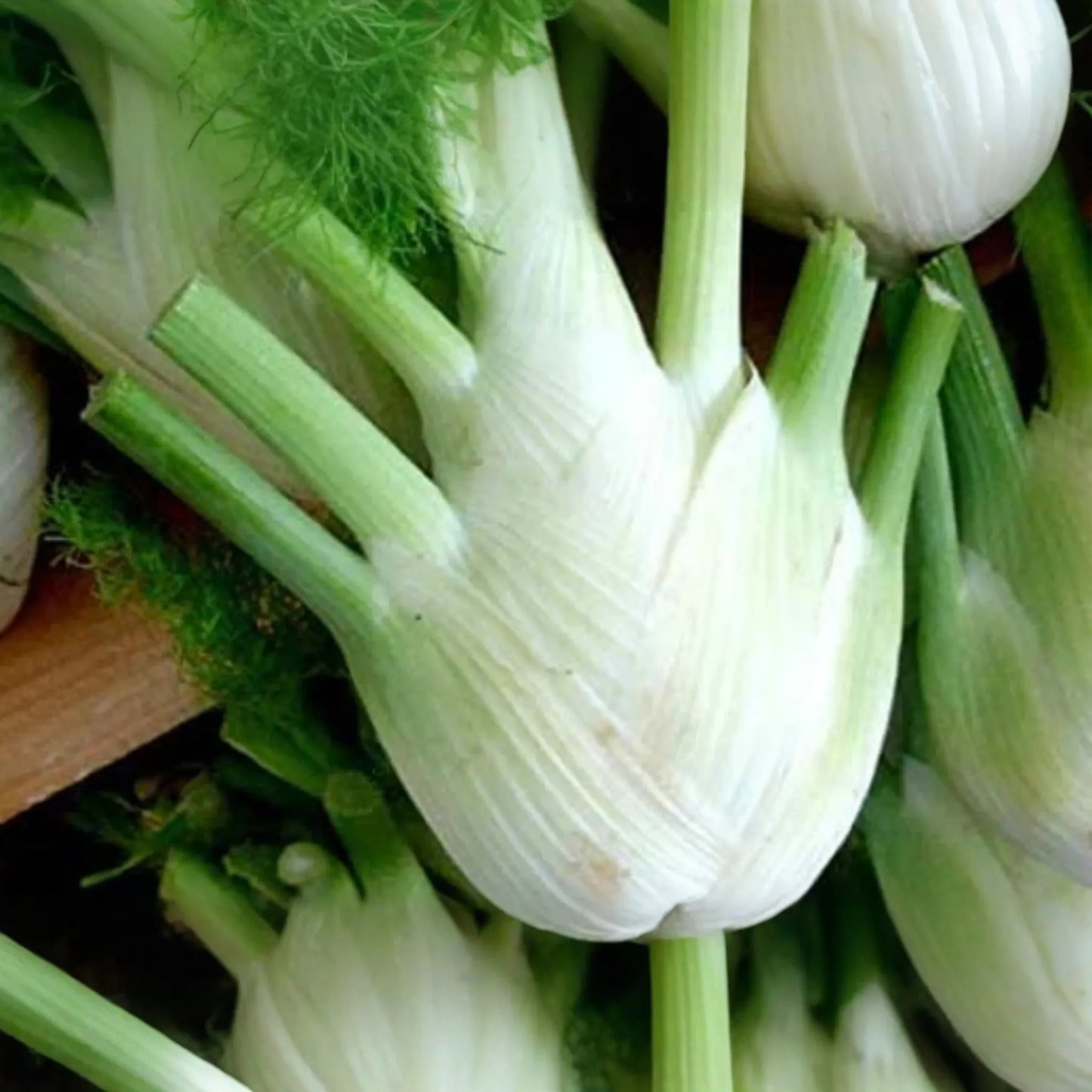 400 Florence Fennel Seeds - Non-GMO, Heirloom Herb & Vegetable | USA Seller,