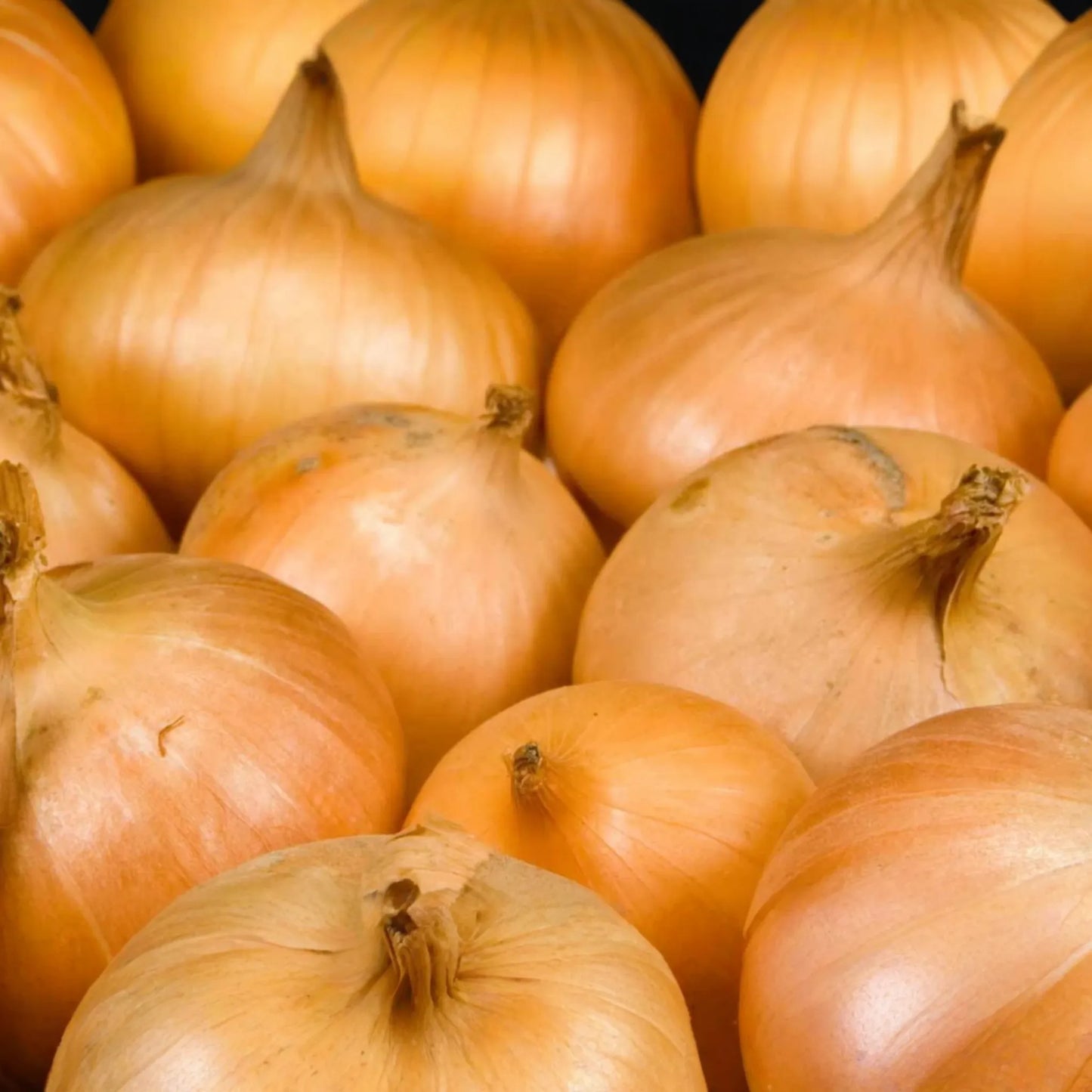 1000 Walla Walla Sweet Onion Seeds - Heirloom, Non-GMO | USA Seller,