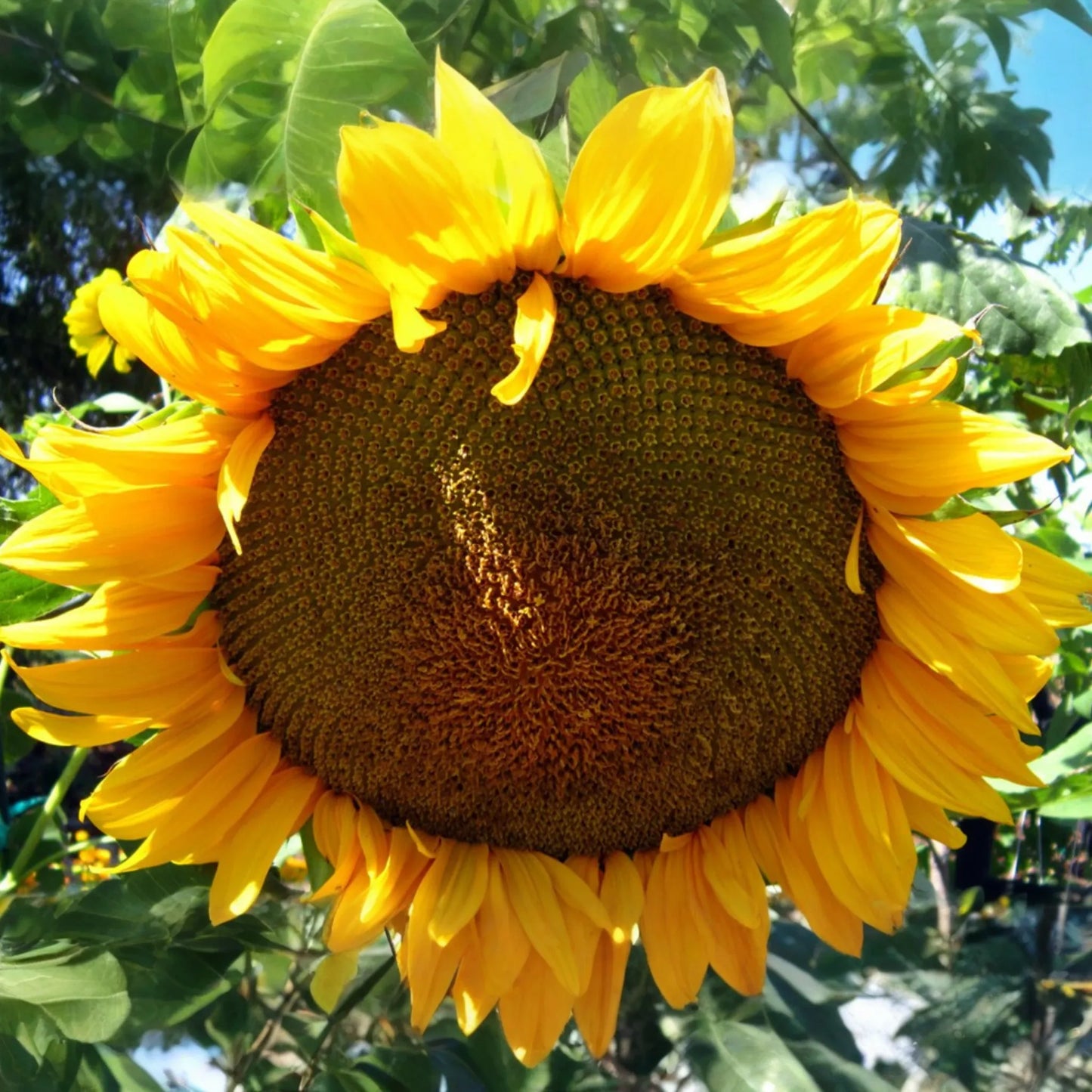 30 Giant Mongolian Sunflower Seeds - Non-GMO, Huge 18" Blooms, 14ft Tall | USA Seller,