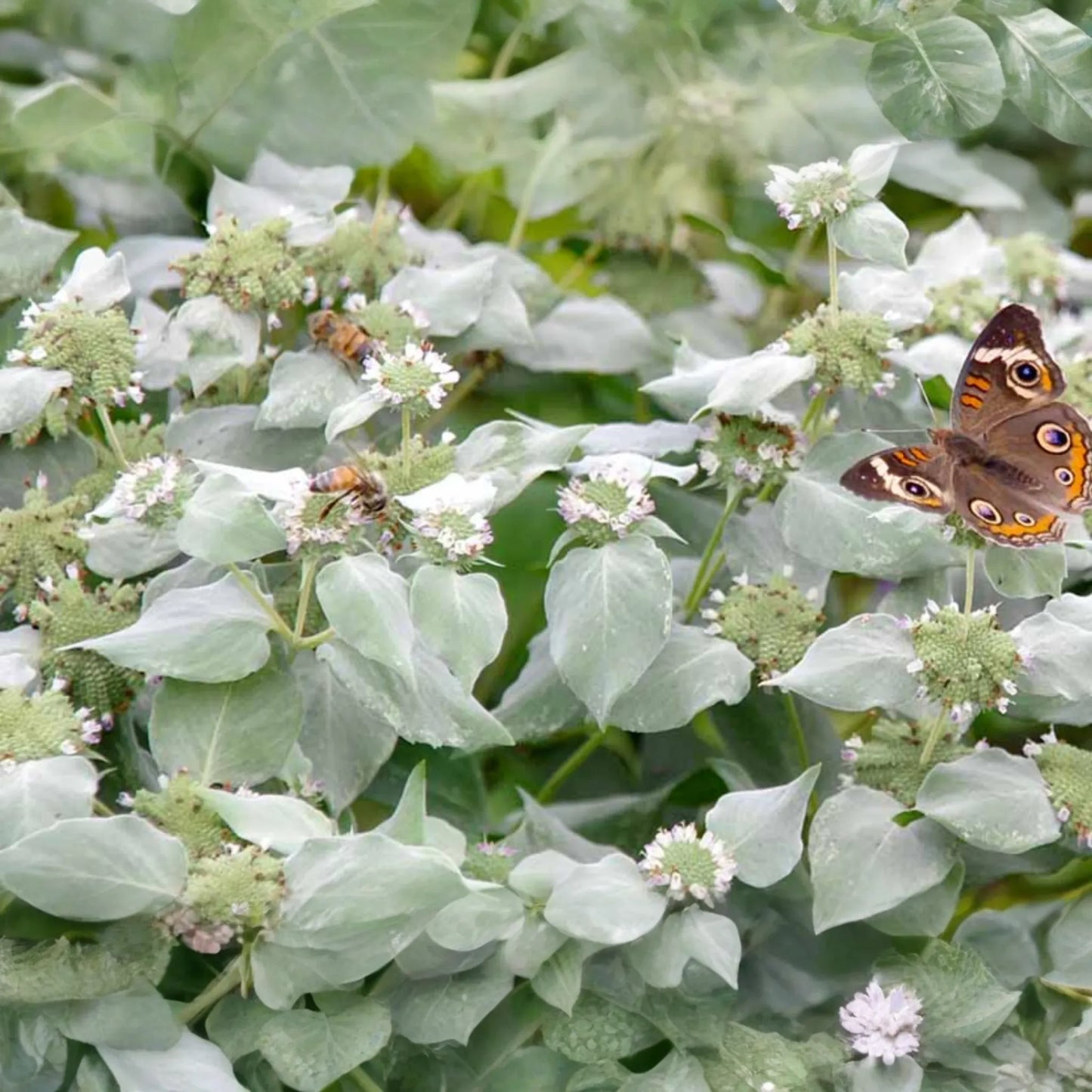 650 Mountain Mint Seeds - Pycnanthemum Pilosum - Fragrant Mint, Tea Herb, Attracts Pollinators