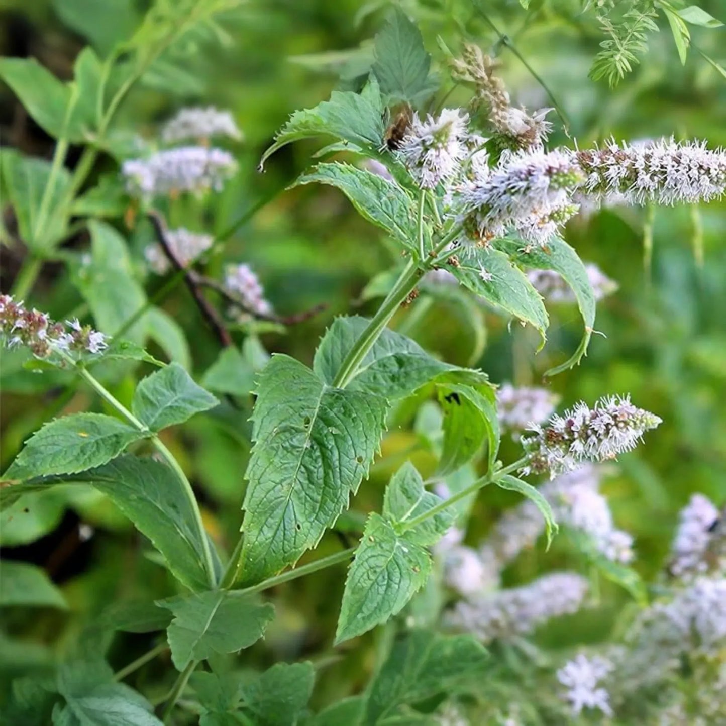 2000 Peppermint Seeds - Mentha Piperita - Non-GMO Heirloom Mint for Tea, Culinary & Medicinal Use - Fast-Growing Herb for Gardens
