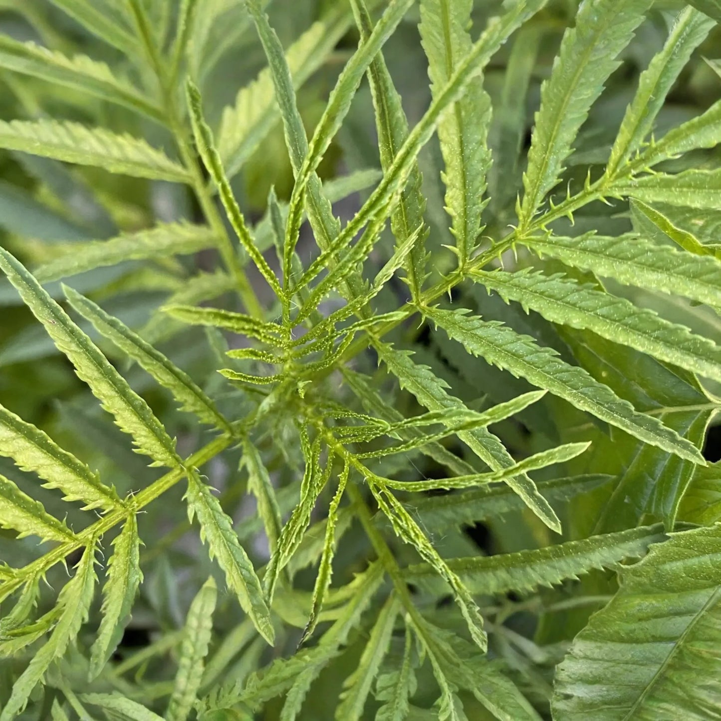 300 Huacatay Seeds (Black Mint) - Peruvian Culinary & Medicinal Herb - Tagetes Minuta - Strong Flavor - Organic and Fresh