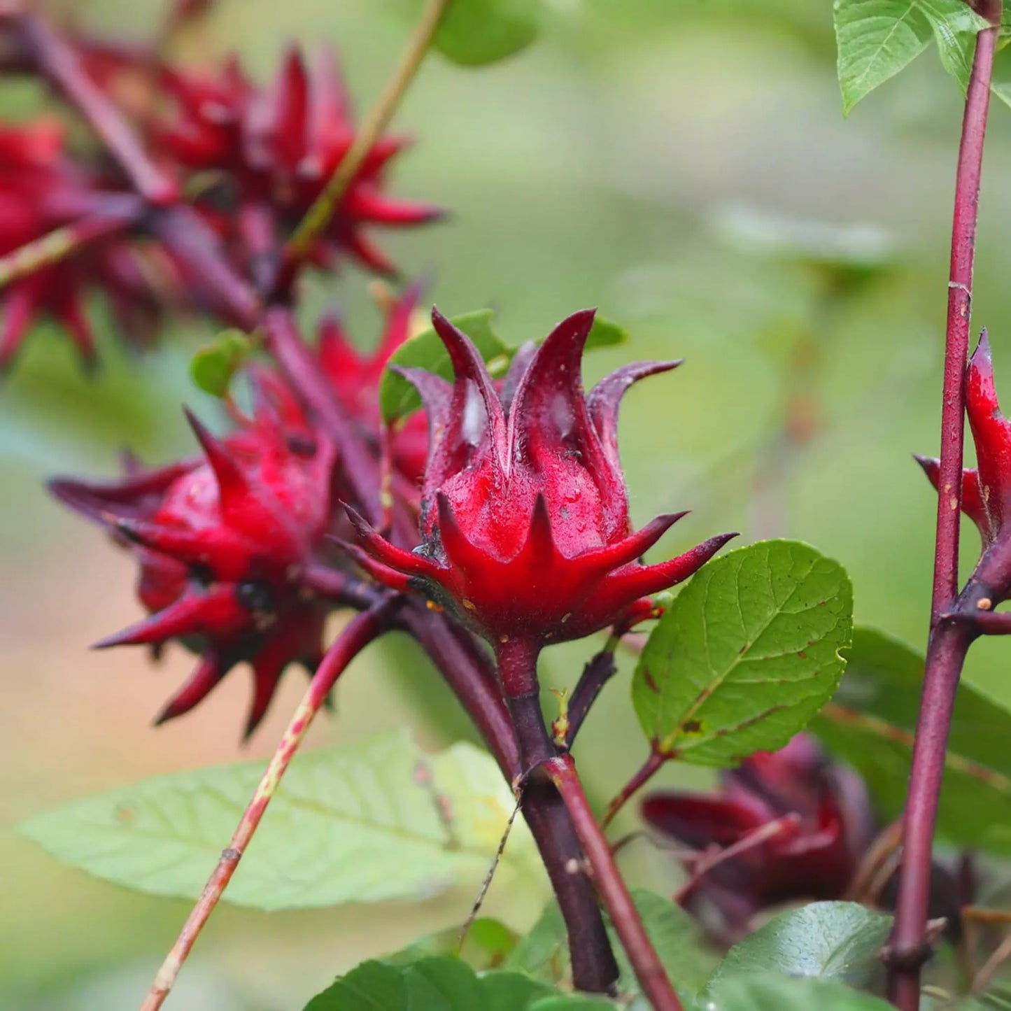 50 Roselle Seeds | Hibiscus sabdariffa | Asian Sour Leaf | Heirloom, Edible & Medicinal