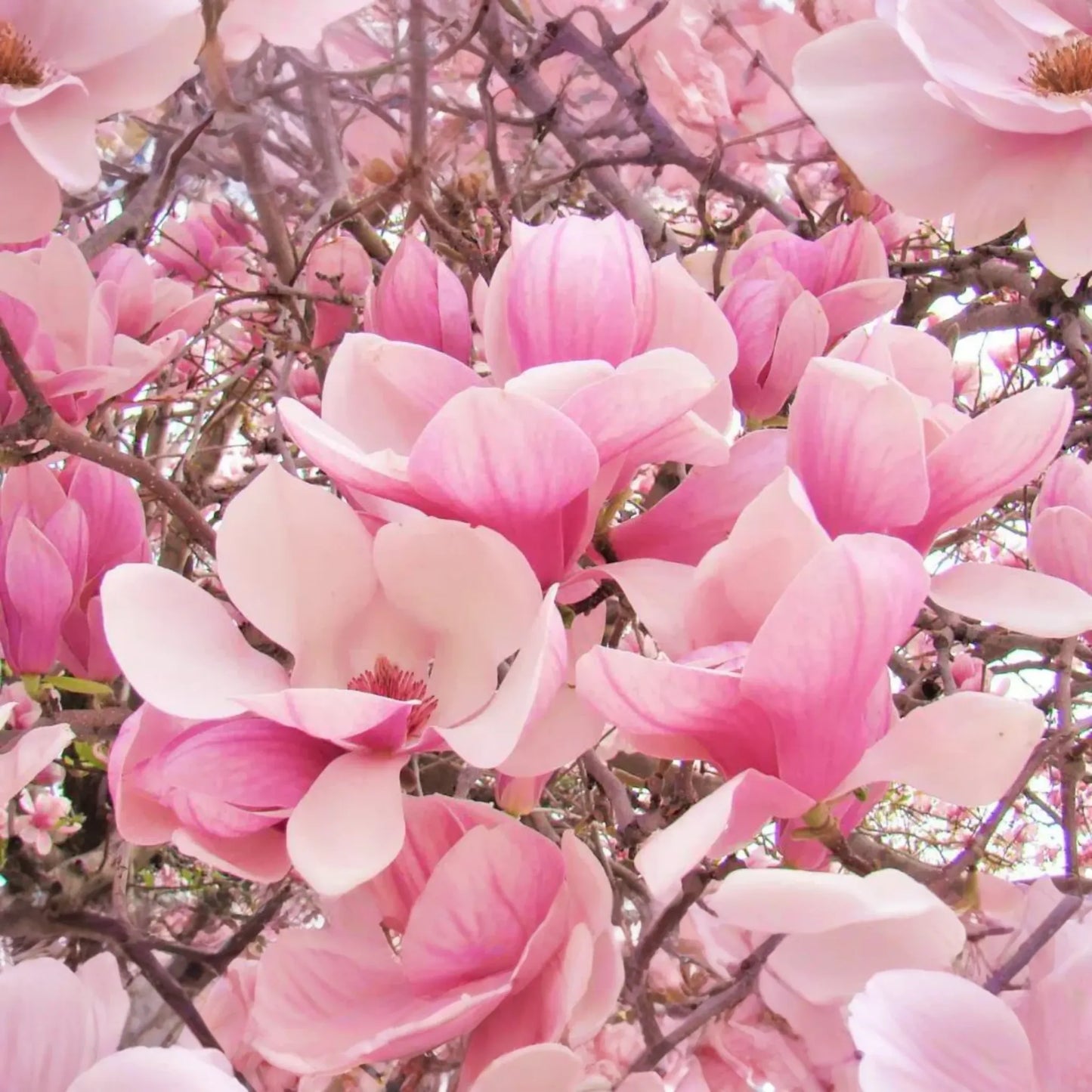 1 'Saucer' Magnolia Sapling | Dormant 6-12" Bare Root Flowering Tree | Pink Spring Blooms
