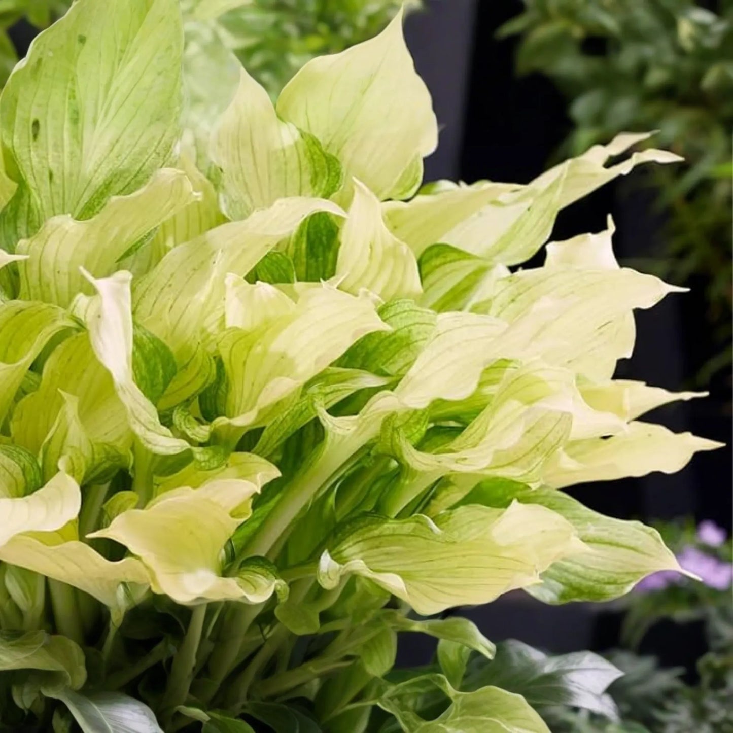 Rare White Feather Hosta | Live Bare Root Perennial | Shade-Loving Plant | Unique White Foliage | Cold Hardy | USDA Zones 3-9