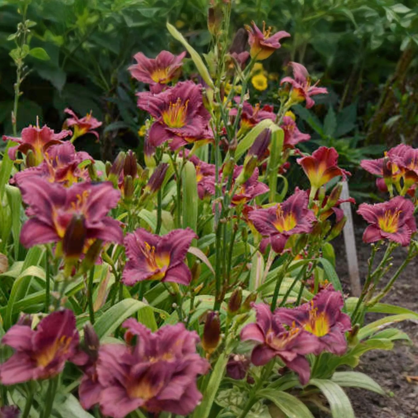 Little Grapette Daylily | Live Bare Root Plant | Compact & Hardy | Perennial Flower | Purple Blooms | Easy to Grow | USDA Zones 3-9