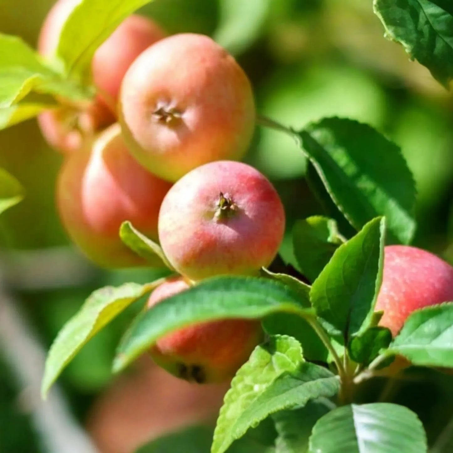 Live Winesap Apple Tree (2-3ft) | Sweet & Tart Fruit | Bare Root | Plant Now for Spring