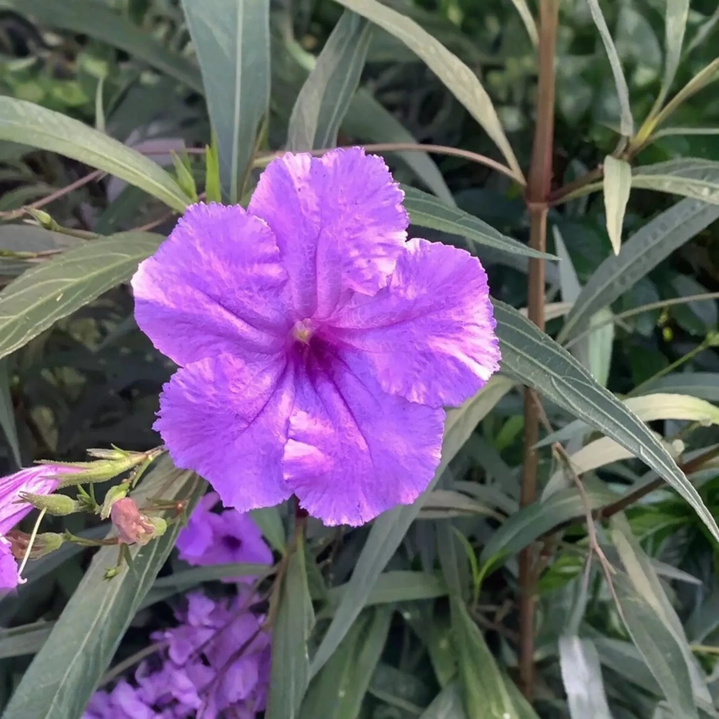 Mexican Petunia Ruellia Tuberosa, 2 Live Bare Root Plants, Rare & Exotic Purple, Perfect for Gardens, Shrubs and Outdoor Spaces