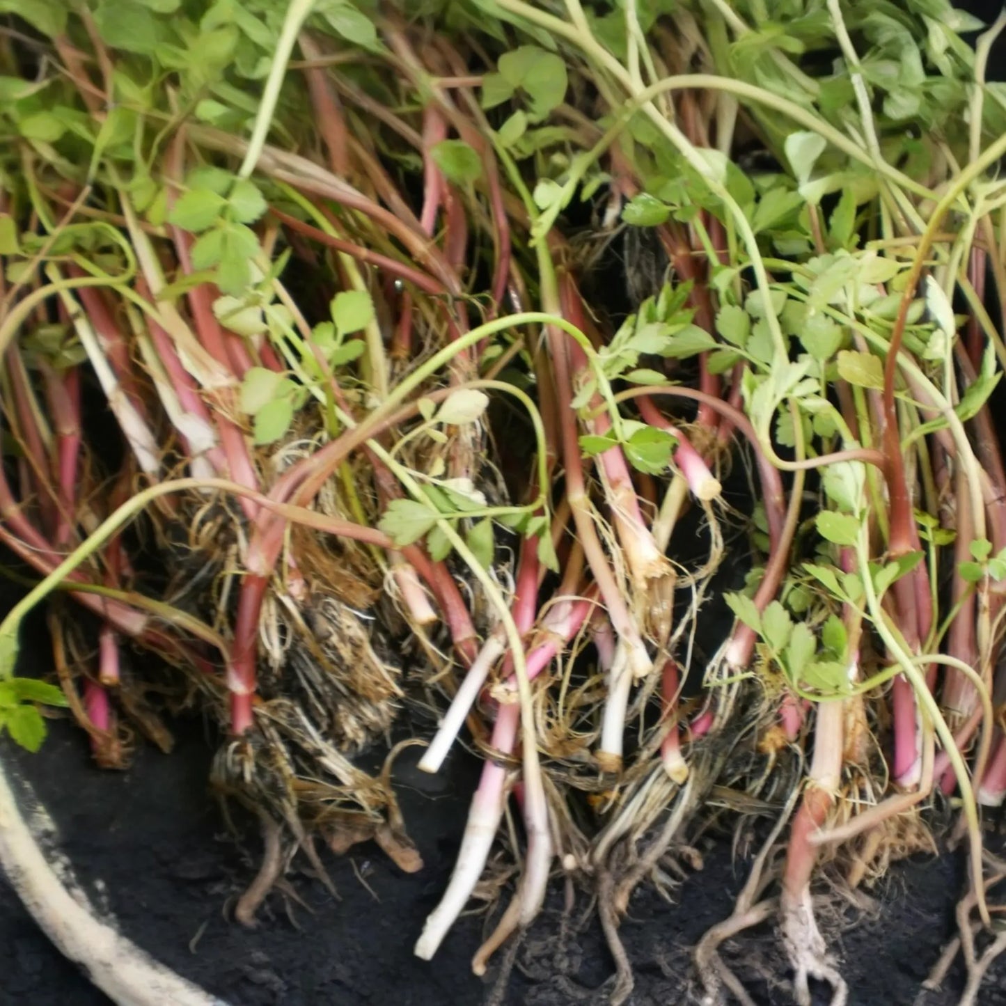 20 Bare Root Oenanthe Javanica (Water Celery) 5"-6", Minari, Korean Watercress, Fresh Edible Herb, Shade & Sun Tolerant
