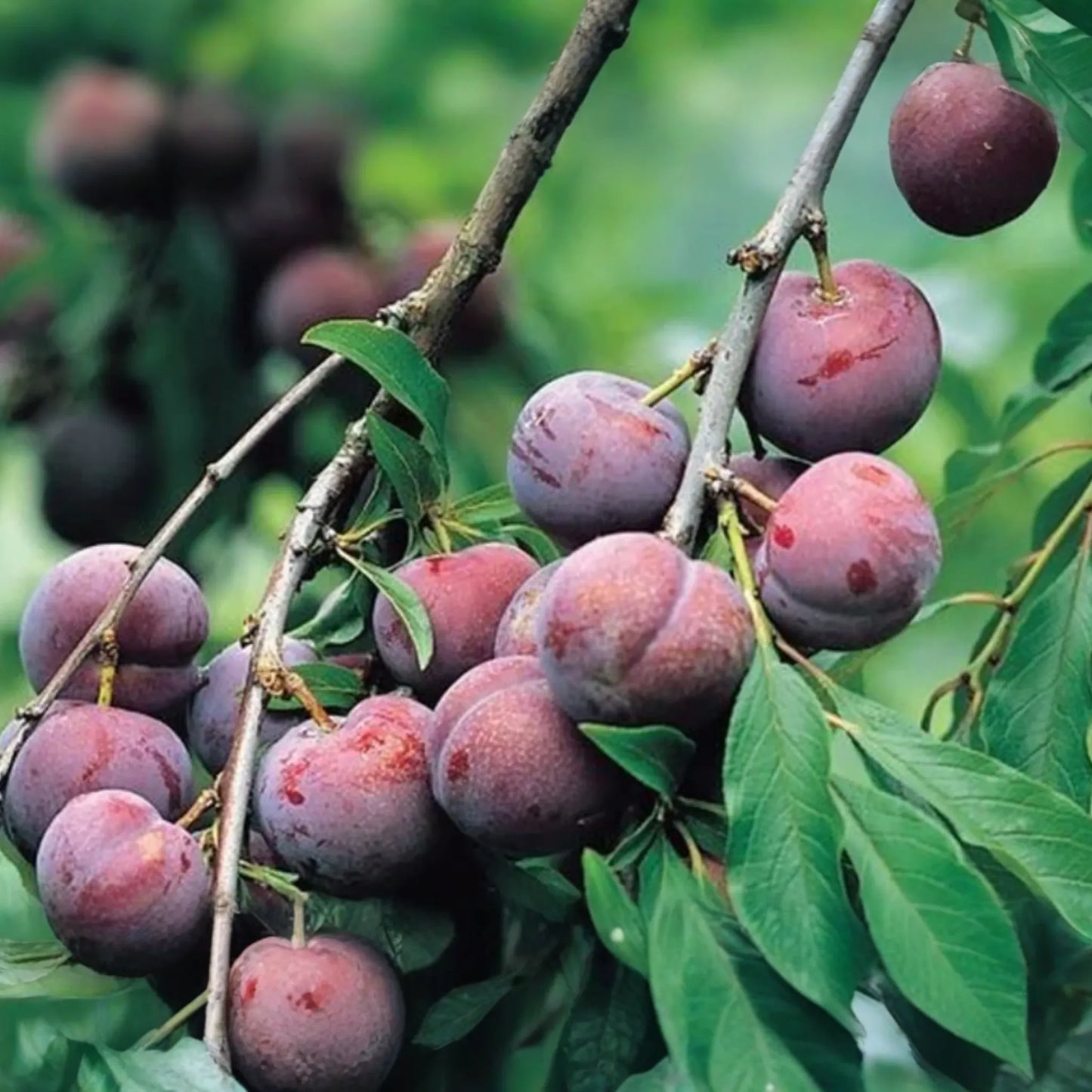 Santa Rosa Plum Tree Live Plant | 2ft Tall Bare Root | Sweet Juicy Fruit | Fast-Growing | Hardy Zones 5-9